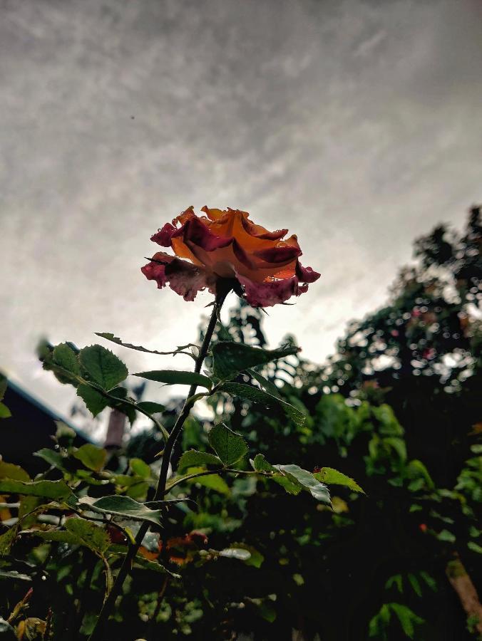 Westernghats Homestay Madikeri Bagian luar foto