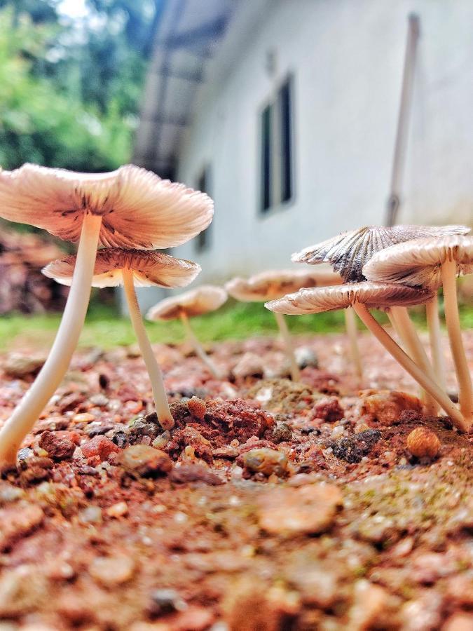 Westernghats Homestay Madikeri Bagian luar foto