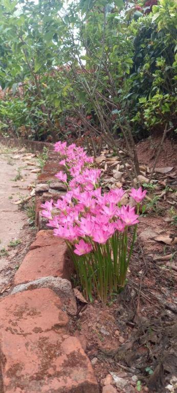 Westernghats Homestay Madikeri Bagian luar foto