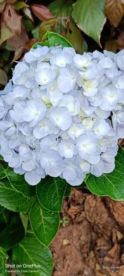 Westernghats Homestay Madikeri Bagian luar foto